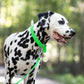 Lime Green Beta Biothane Dog Collar