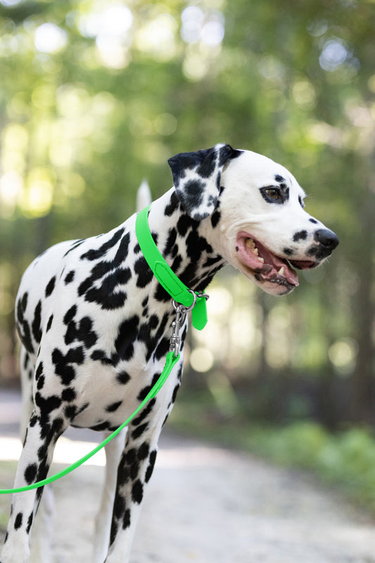 Lime Green Beta Biothane Dog Collar