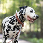 Medium Brown Beta Biothane Dog Collar