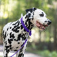Purple Beta Biothane Dog Collar
