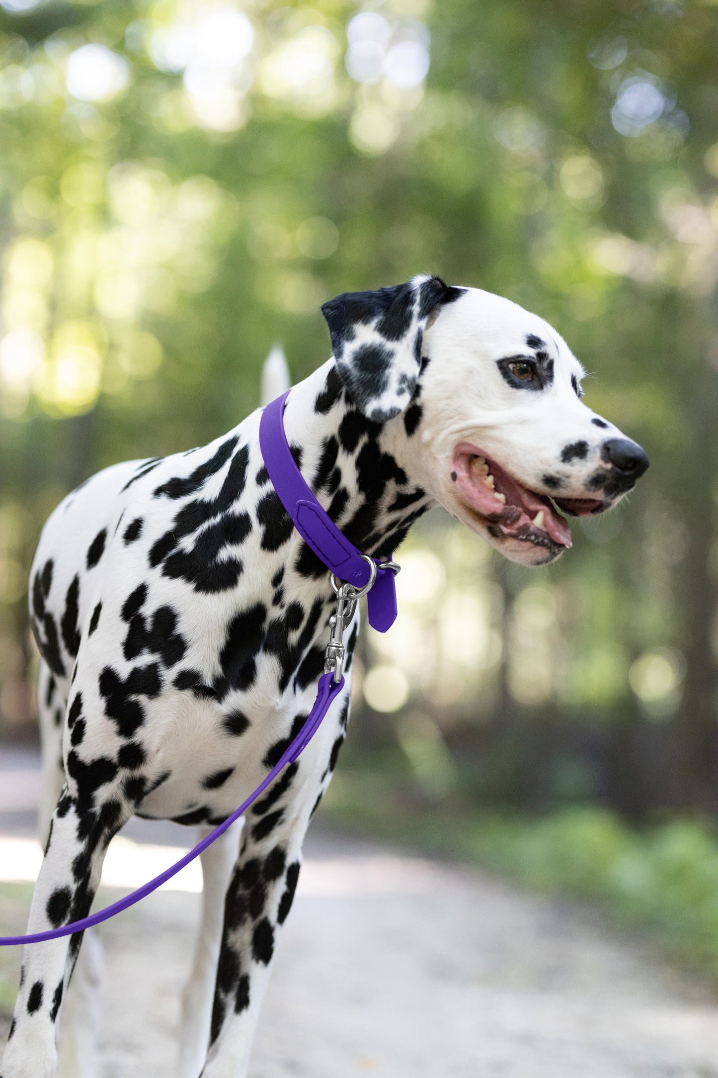 Purple Beta Biothane Dog Collar