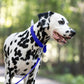 Royal Blue Beta Biothane Dog Collar