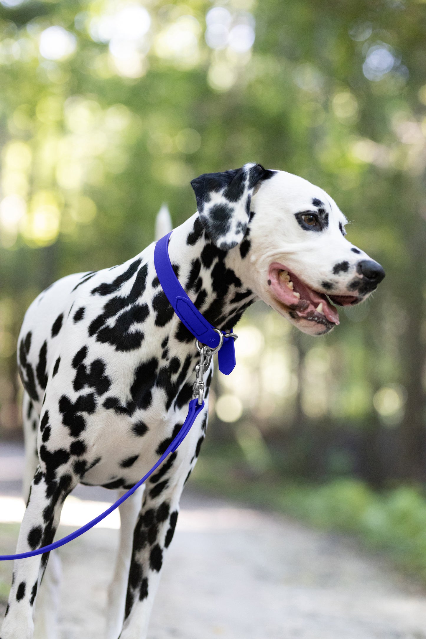 Royal Blue Beta Biothane Dog Collar