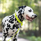 Safety Yellow Beta Biothane Dog Collar