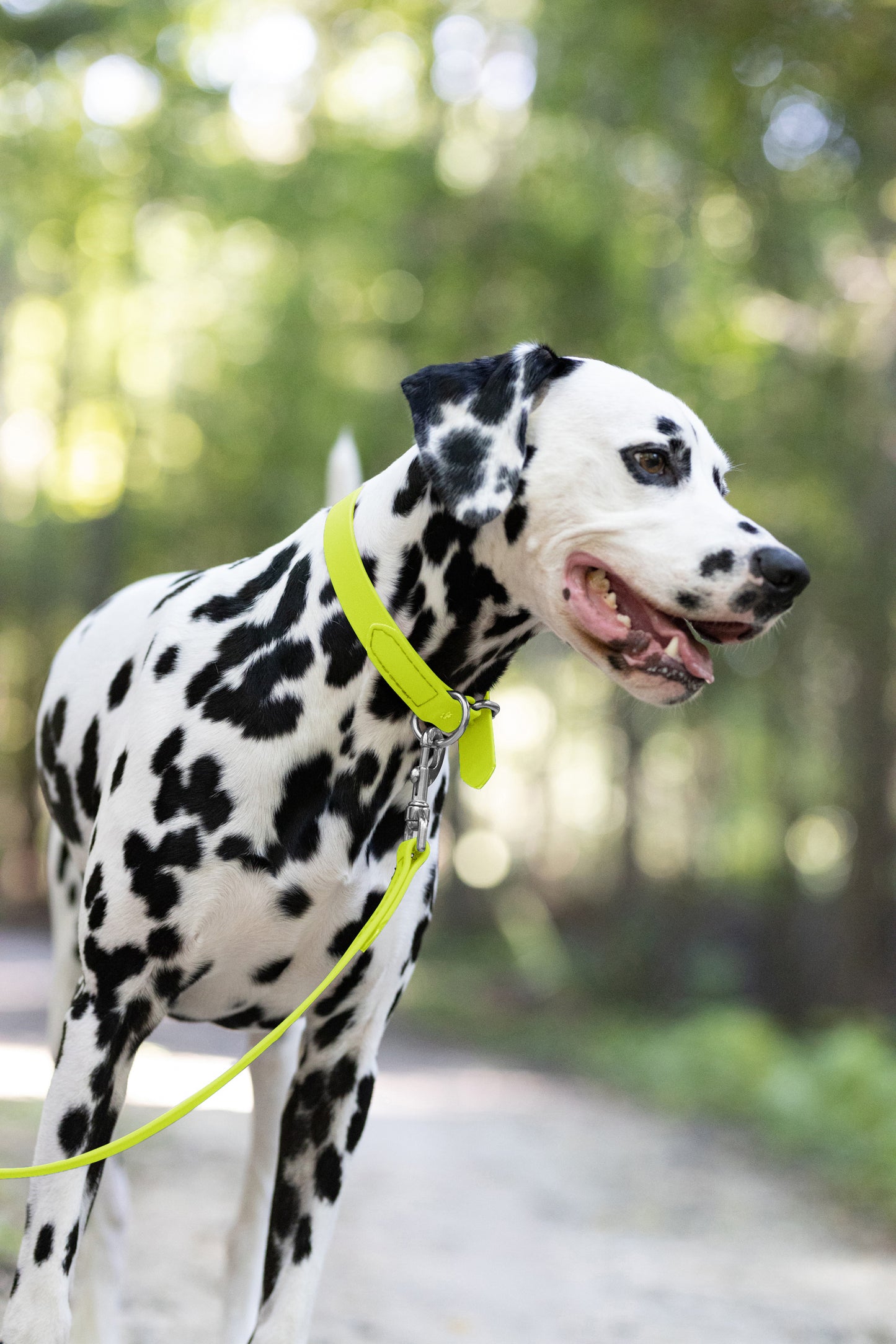 Safety Yellow Beta Biothane Dog Collar