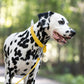Sunflower Yellow Beta Biothane Dog Collar