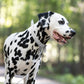 White Beta Biothane Dog Collar