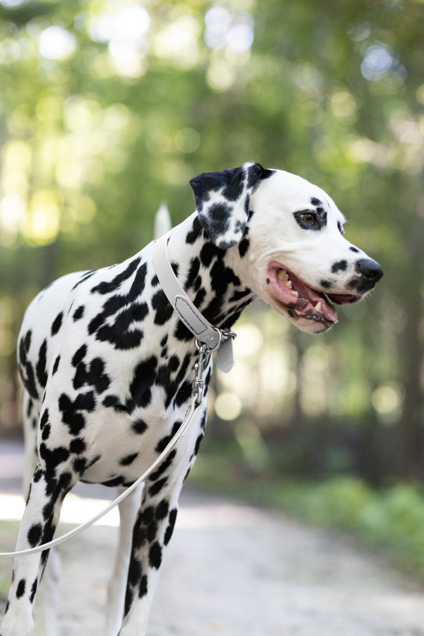 White Beta Biothane Dog Collar