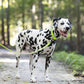 Apple Green Wide Dog Collar
