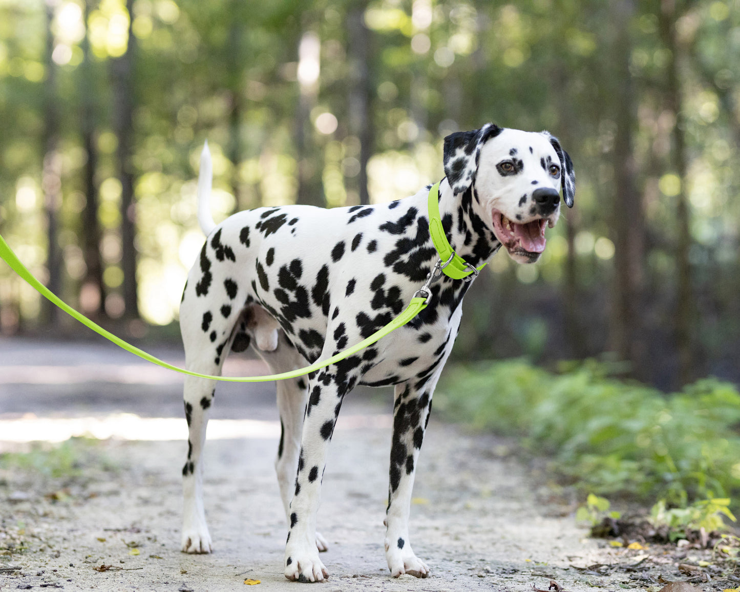 Apple Green Wide Dog Collar