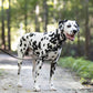 Black Wide Dog Collar