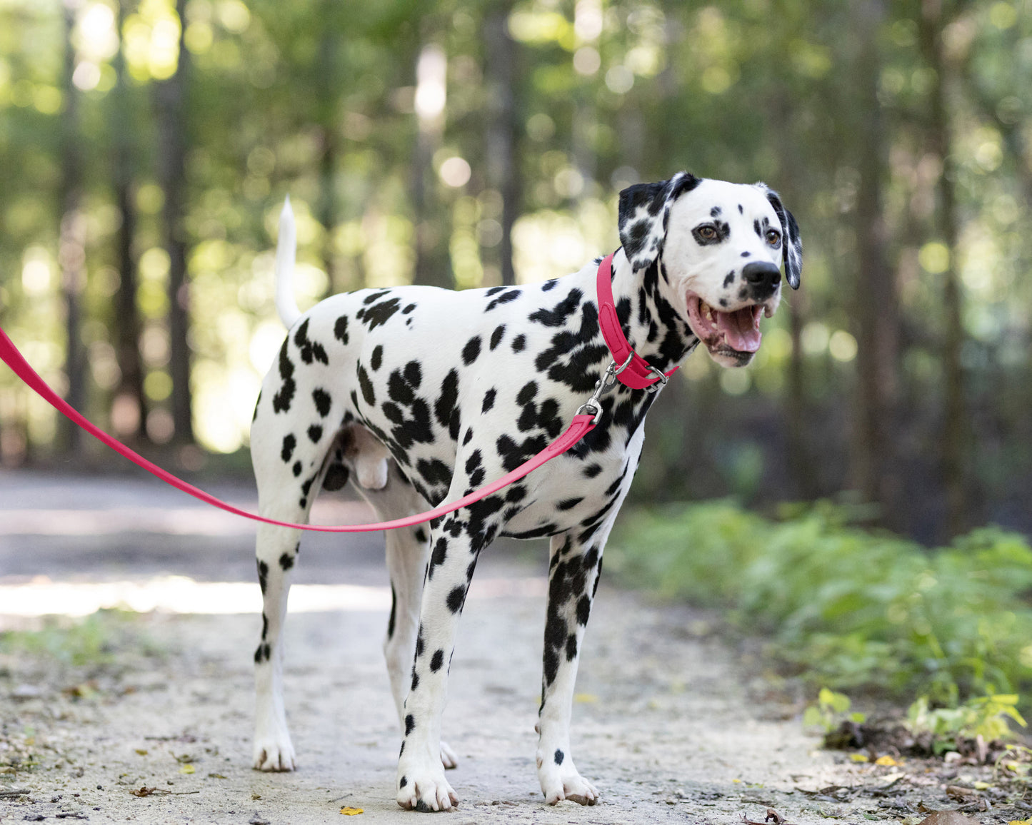 Bubblegum Pink Wide Dog Collar