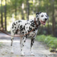 Dark Brown Wide Dog Collar