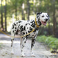 Gold Wide Dog Collar