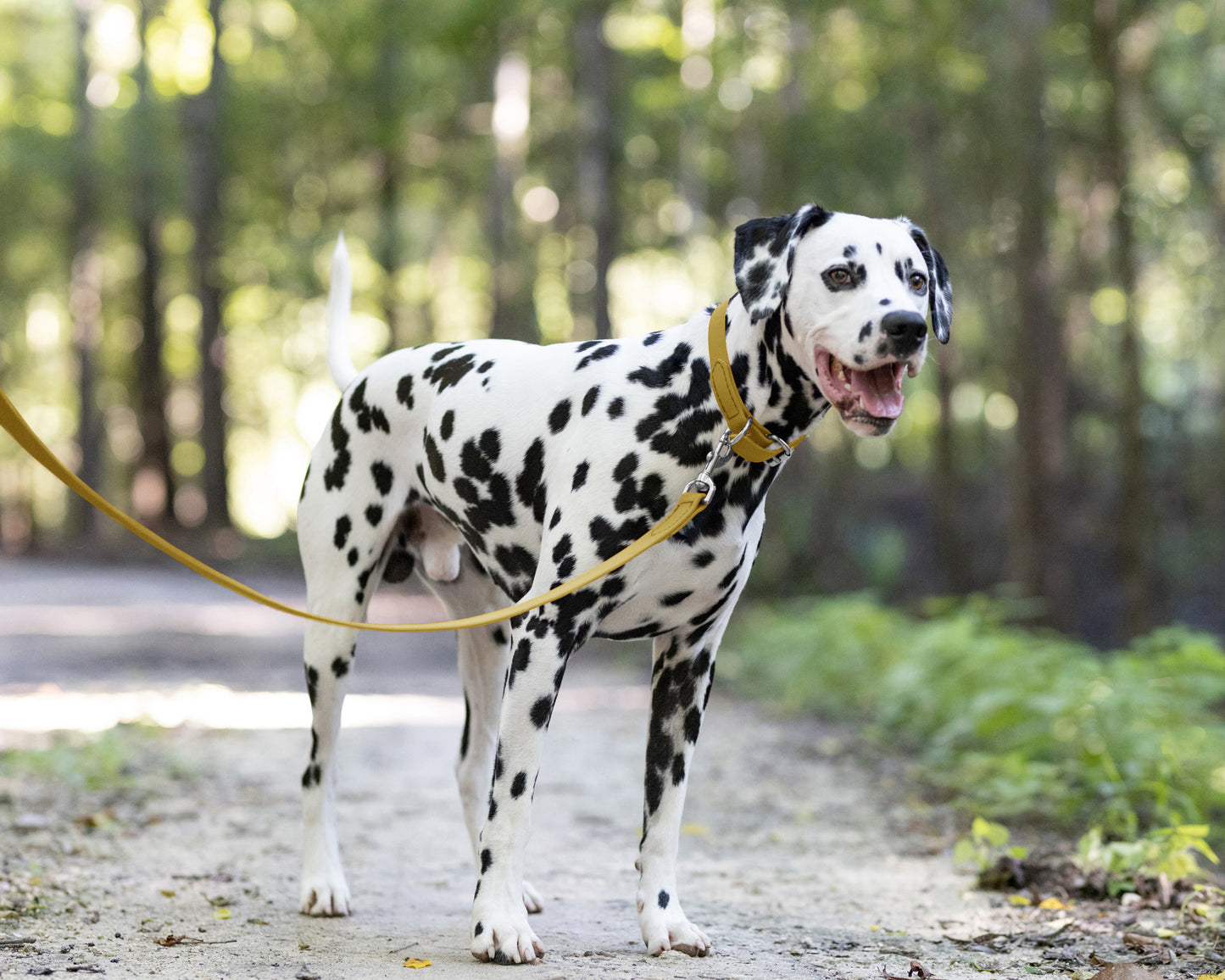 Gold Wide Dog Collar