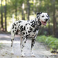 Gray Wide Dog Collar