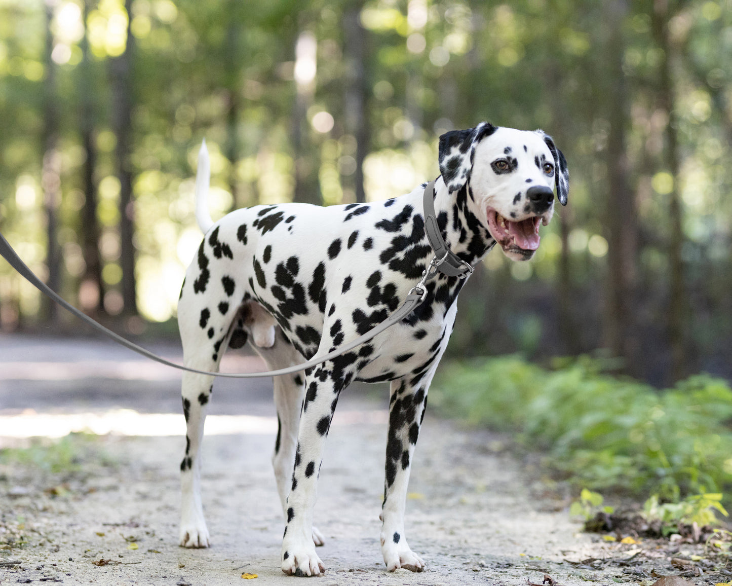 Gray Wide Dog Collar