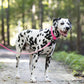 Hot Pink Wide Dog Collar