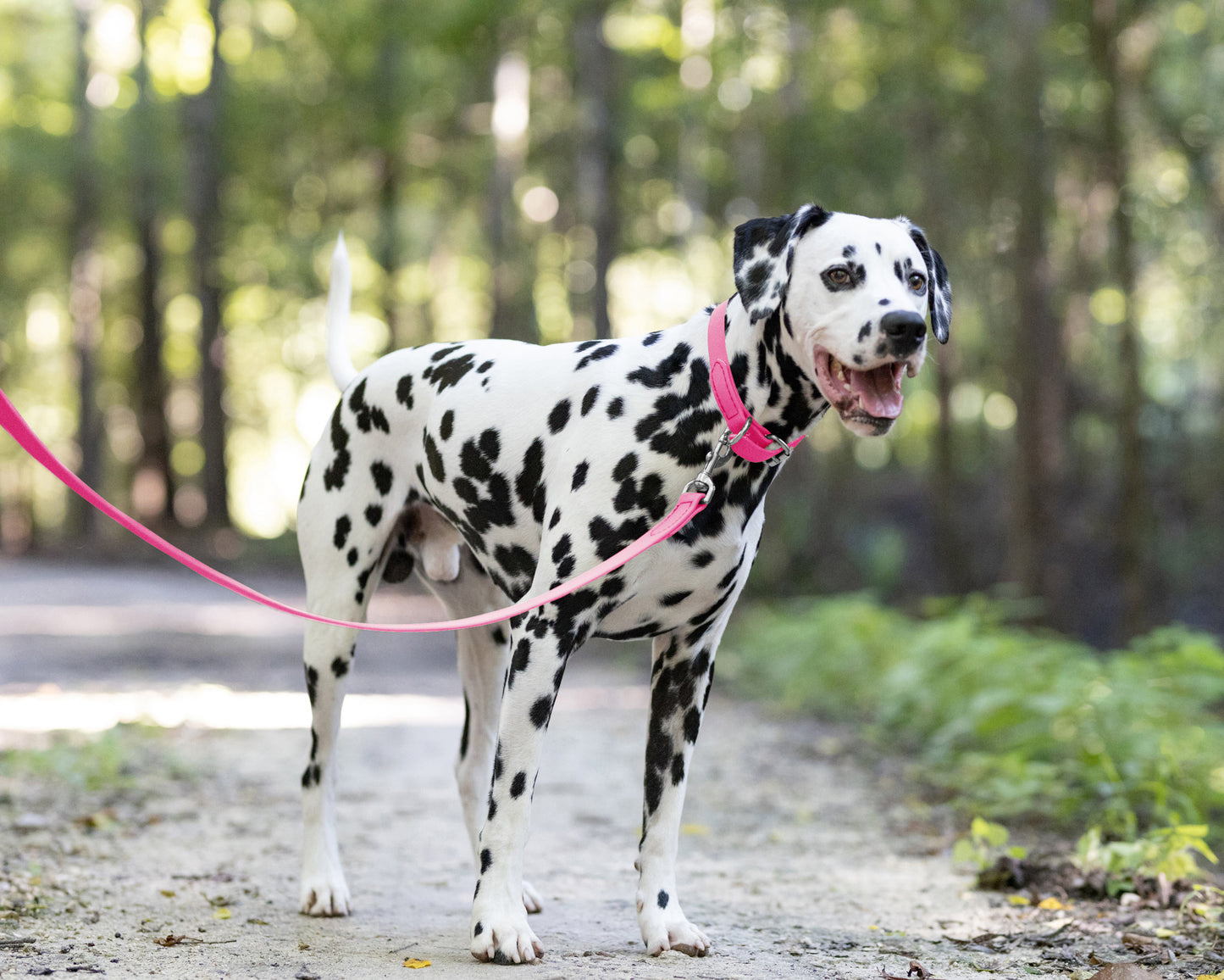 Hot Pink Wide Dog Collar