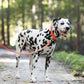 Hunter's Orange Wide Dog Collar
