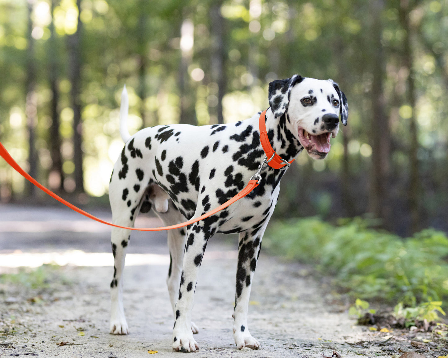 Hunter's Orange Wide Dog Collar