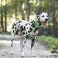 Lime Green Wide Dog Collar