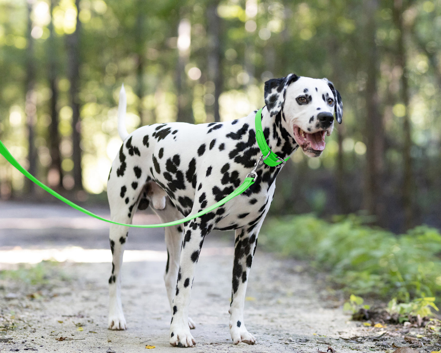 Lime Green Wide Dog Collar