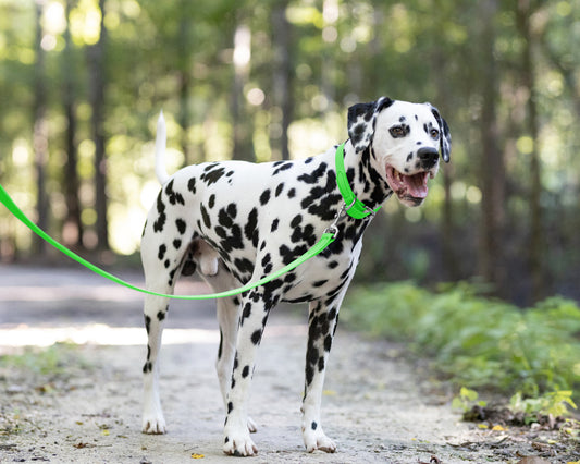 Lime Green Wide Dog Collar