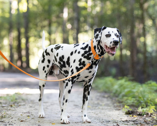 Mango Wide Dog Collar