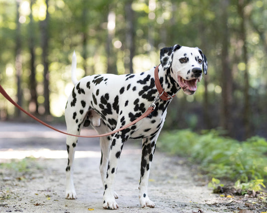 Medium Brown Wide Dog Collar