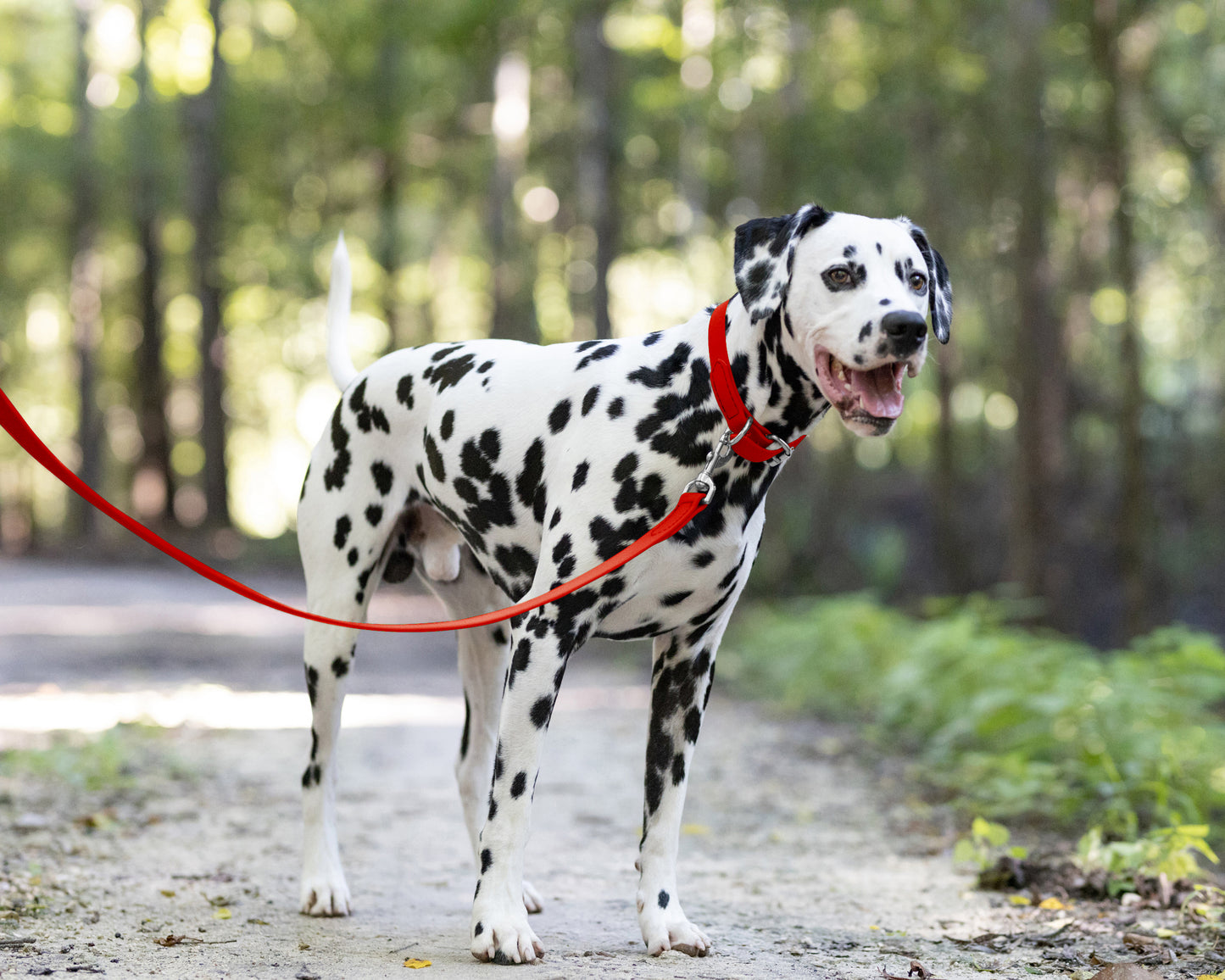 Red Wide Dog Collar