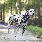Royal Blue Wide Dog Collar