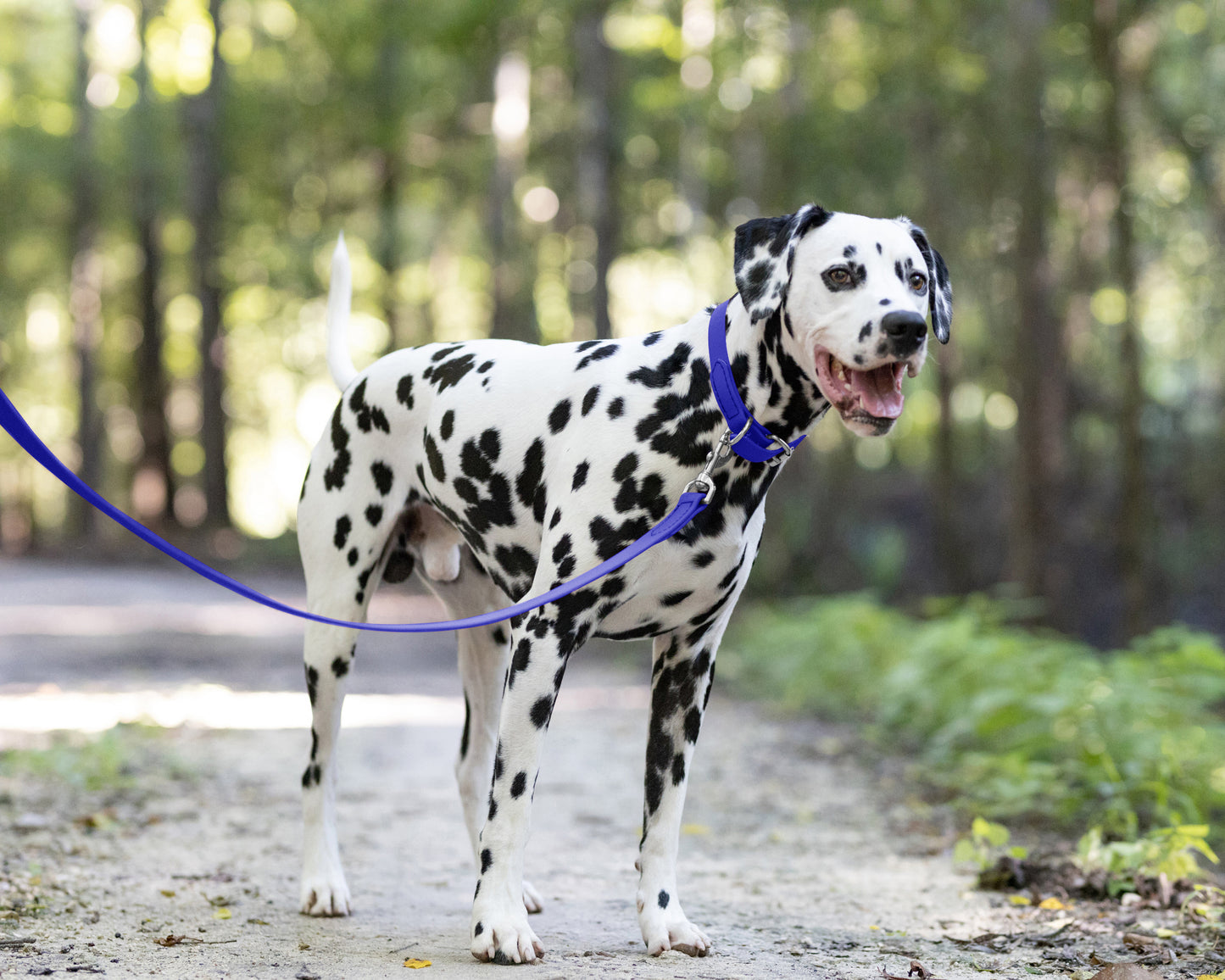 Royal Blue Wide Dog Collar