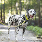 Safety Yellow Wide Dog Collar