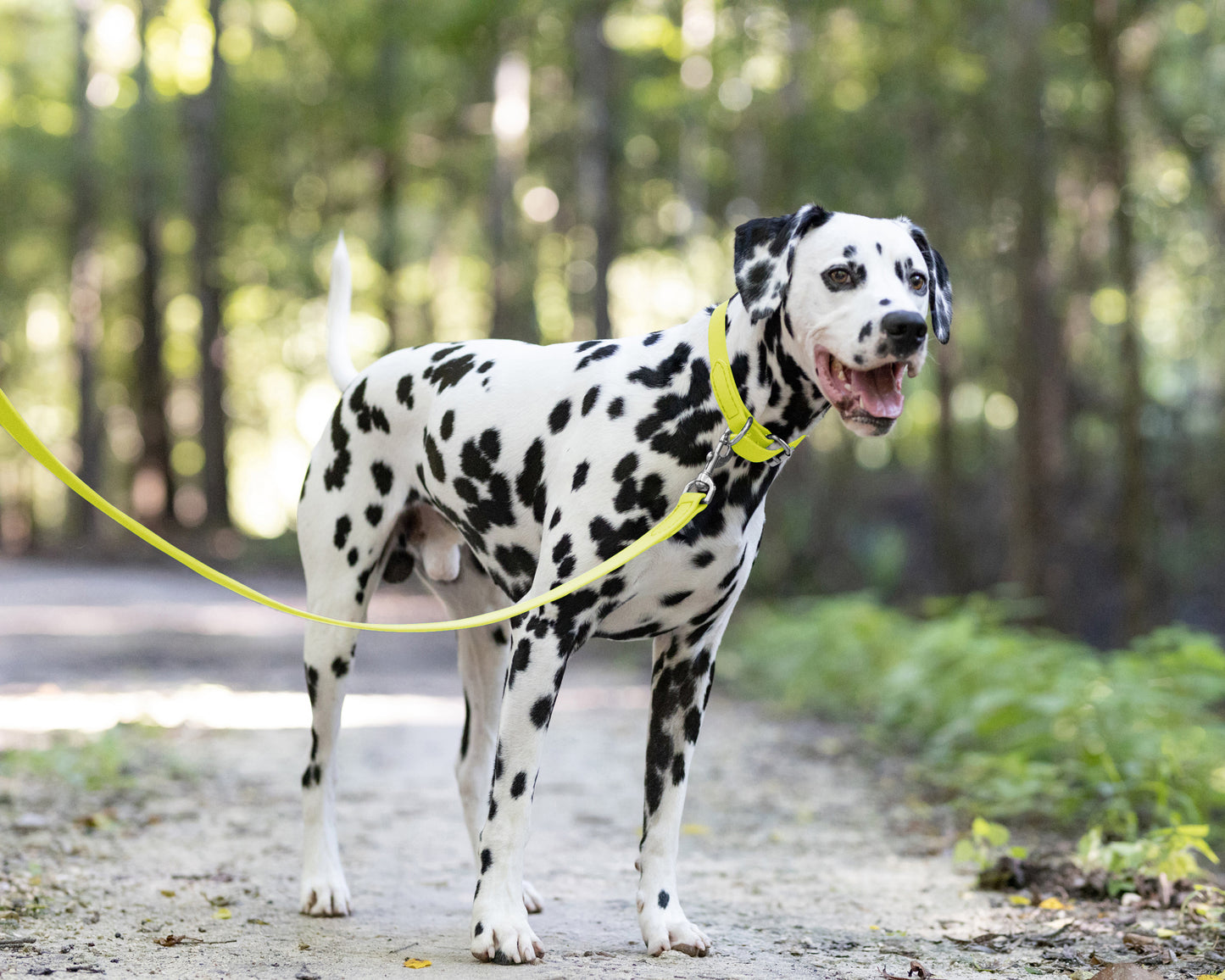 Safety Yellow Wide Dog Collar