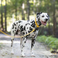 Sunflower Yellow Wide Dog Collar