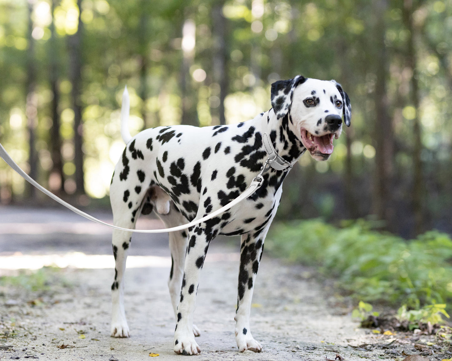 White Wide Dog Collar