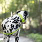 Apple Green Wide Dog Collar