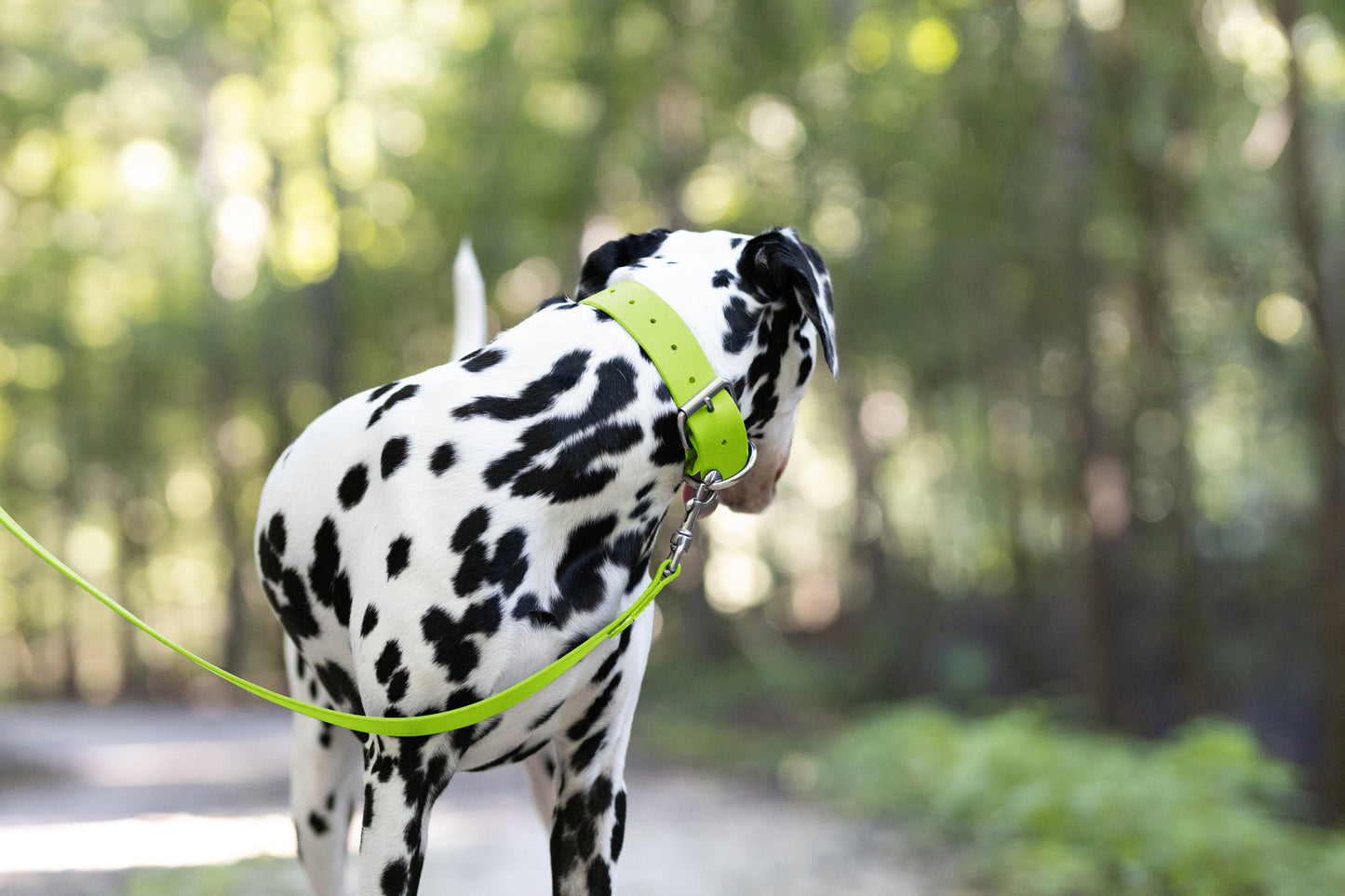 Apple Green Wide Dog Collar