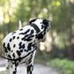 Black Wide Dog Collar
