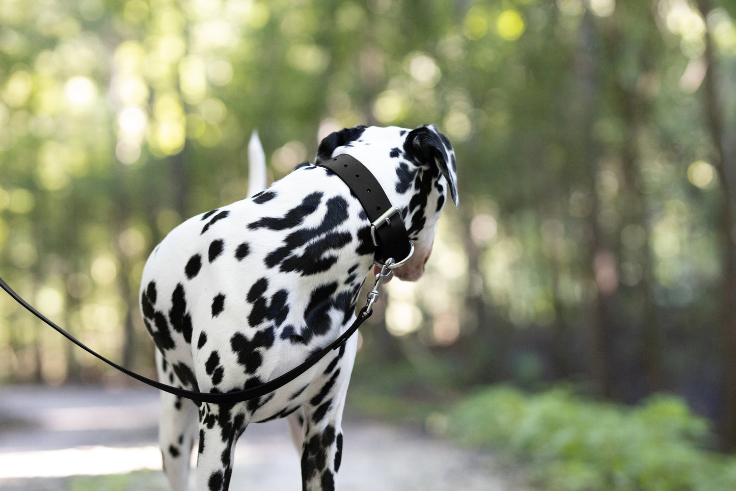 Black Wide Dog Collar