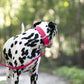 Bubblegum Pink Wide Dog Collar