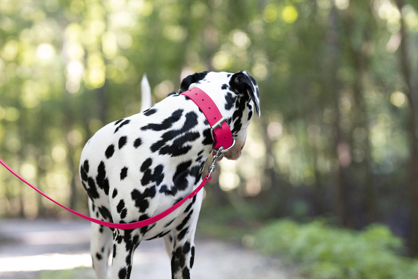 Bubblegum Pink Wide Dog Collar