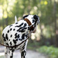 Dark Brown Wide Dog Collar