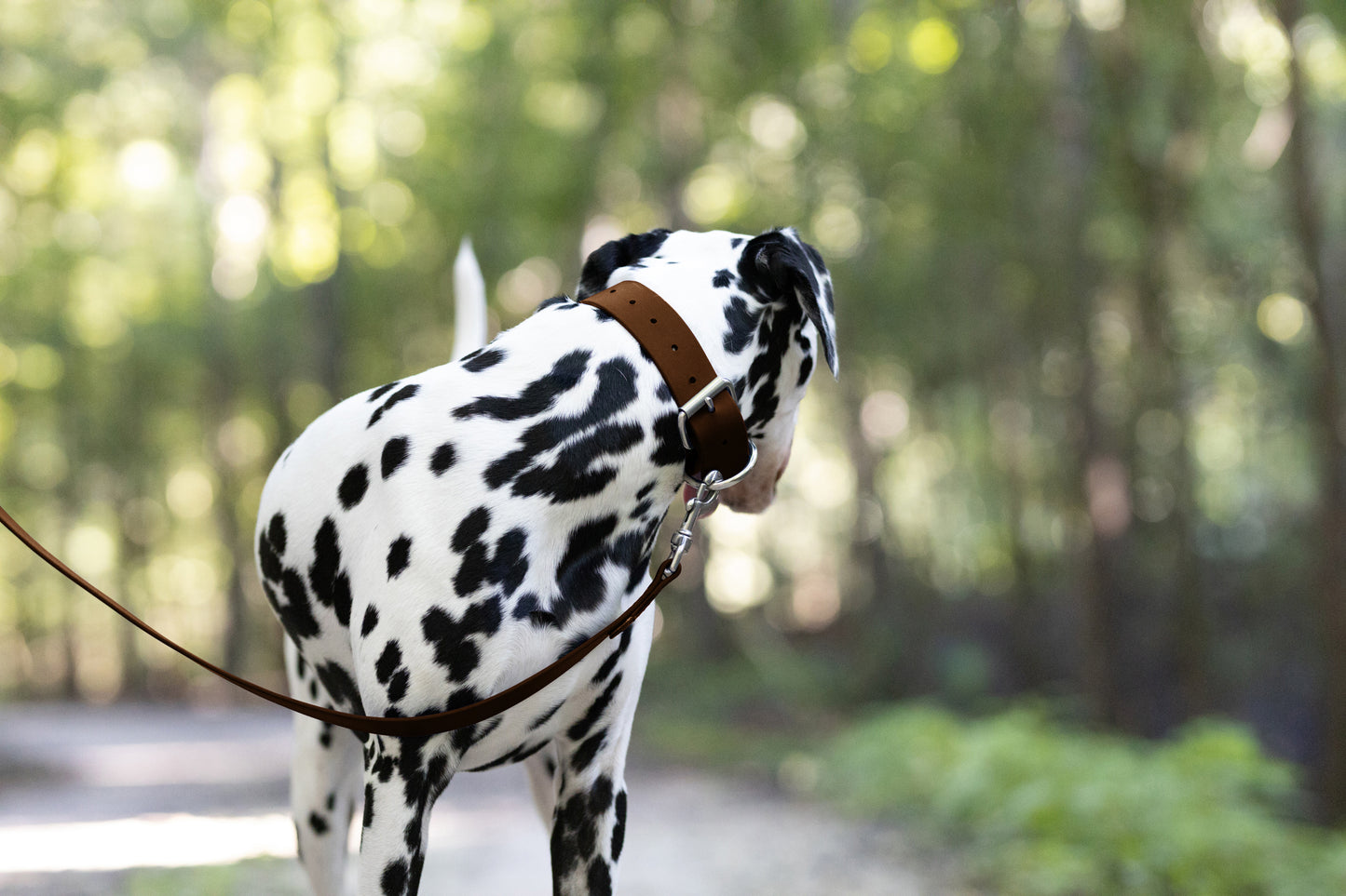 Dark Brown Wide Dog Collar