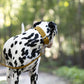 Gold Wide Dog Collar