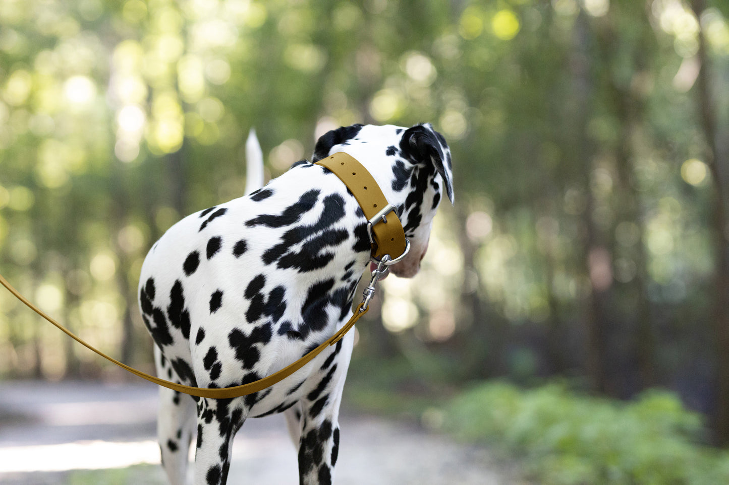 Gold Wide Dog Collar