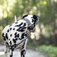 Gray Wide Dog Collar