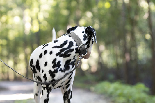 Gray Wide Dog Collar