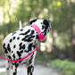 Hot Pink Wide Dog Collar
